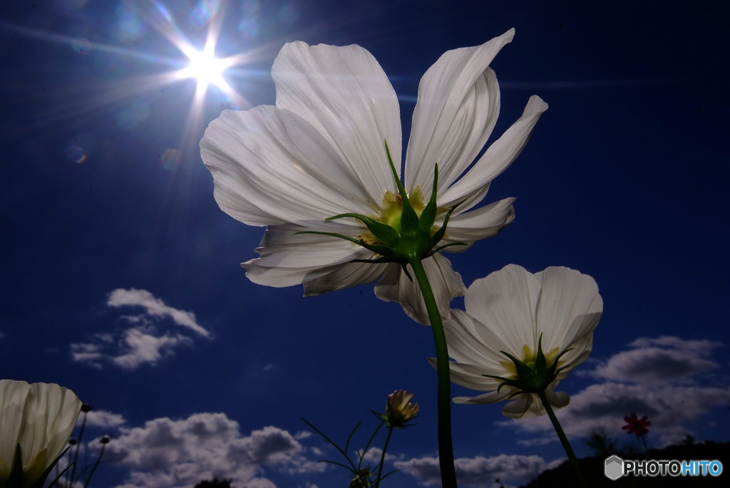 You're My Only Shinin' Star