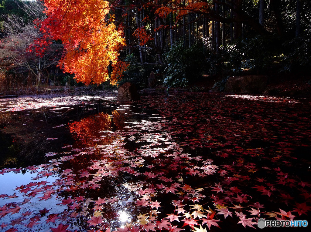 紅葉・陰と陽