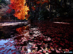 紅葉・陰と陽