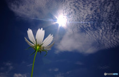 長月の忘れもの