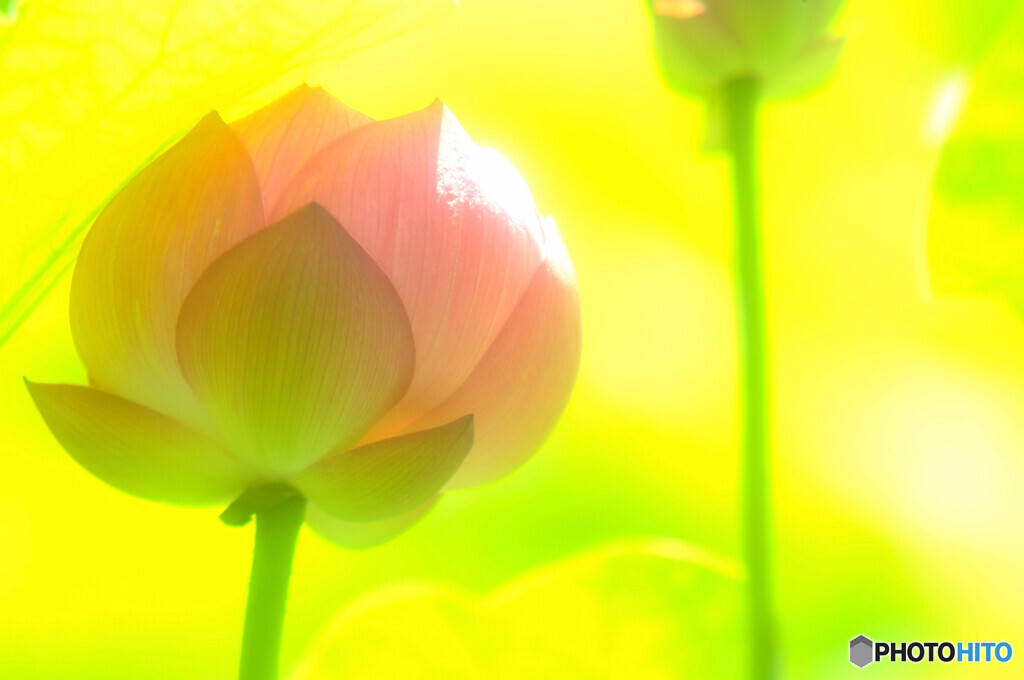 永遠の華・2020