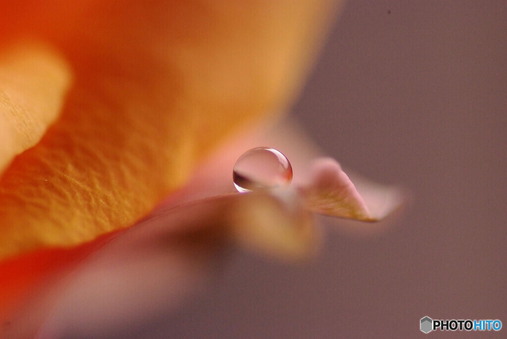 癒しの時間✿雫