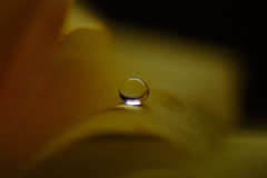 幸福の黄色い雫・（Ⅹ）