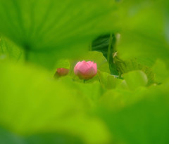 緑の花園・蓮　2014