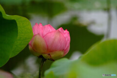 今年も蓮咲きました✿水月