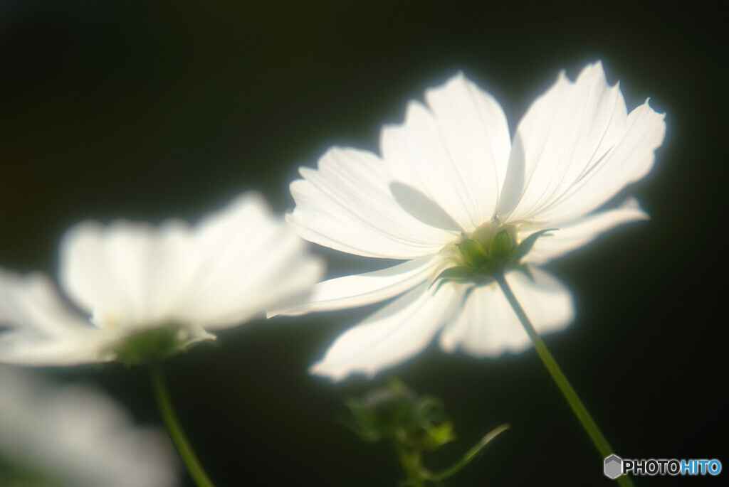 White Lady✿2020秋