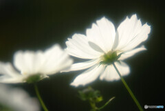 White Lady✿2020秋