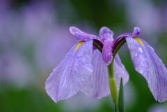 雨に舞う✿菖蒲の夢