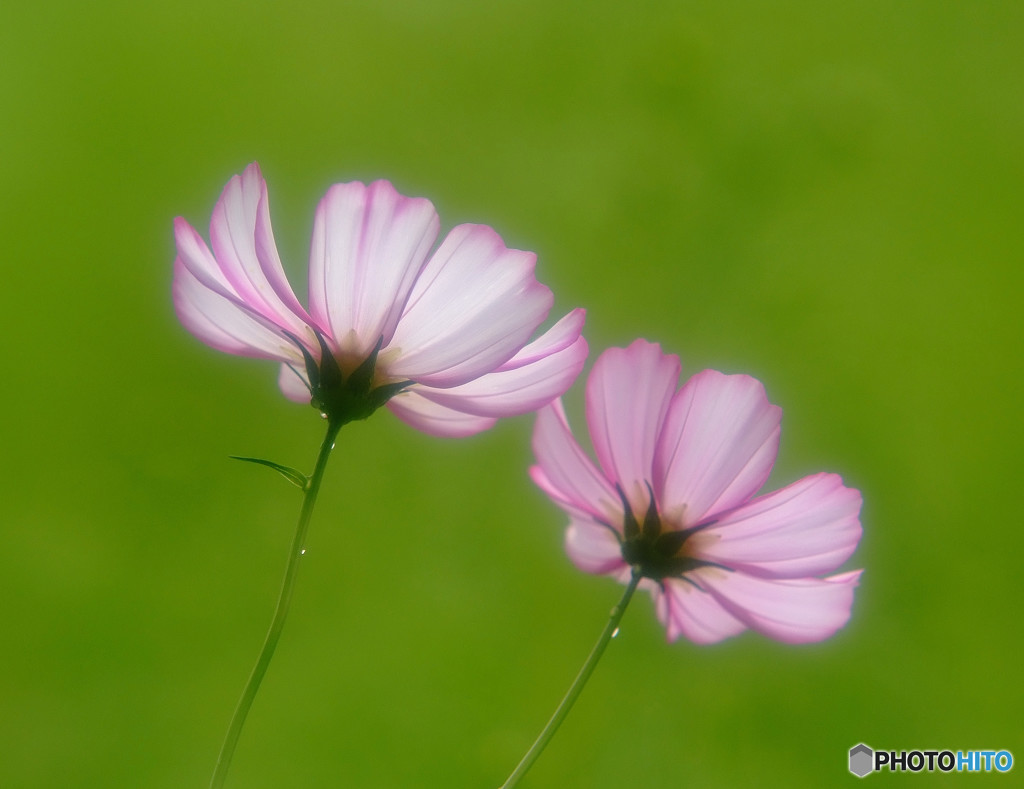 いい日出会い・秋桜