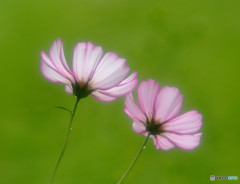 いい日出会い・秋桜