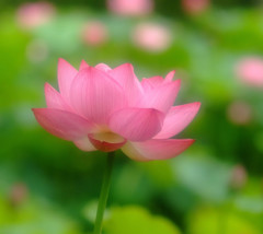 雨のいたずら・蓮