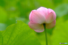 愛しき惑星・蓮