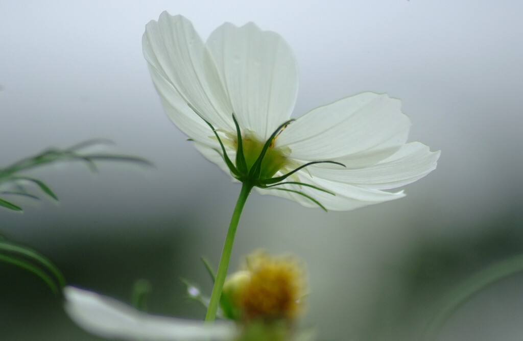 秋桜の華✿10月の朝に
