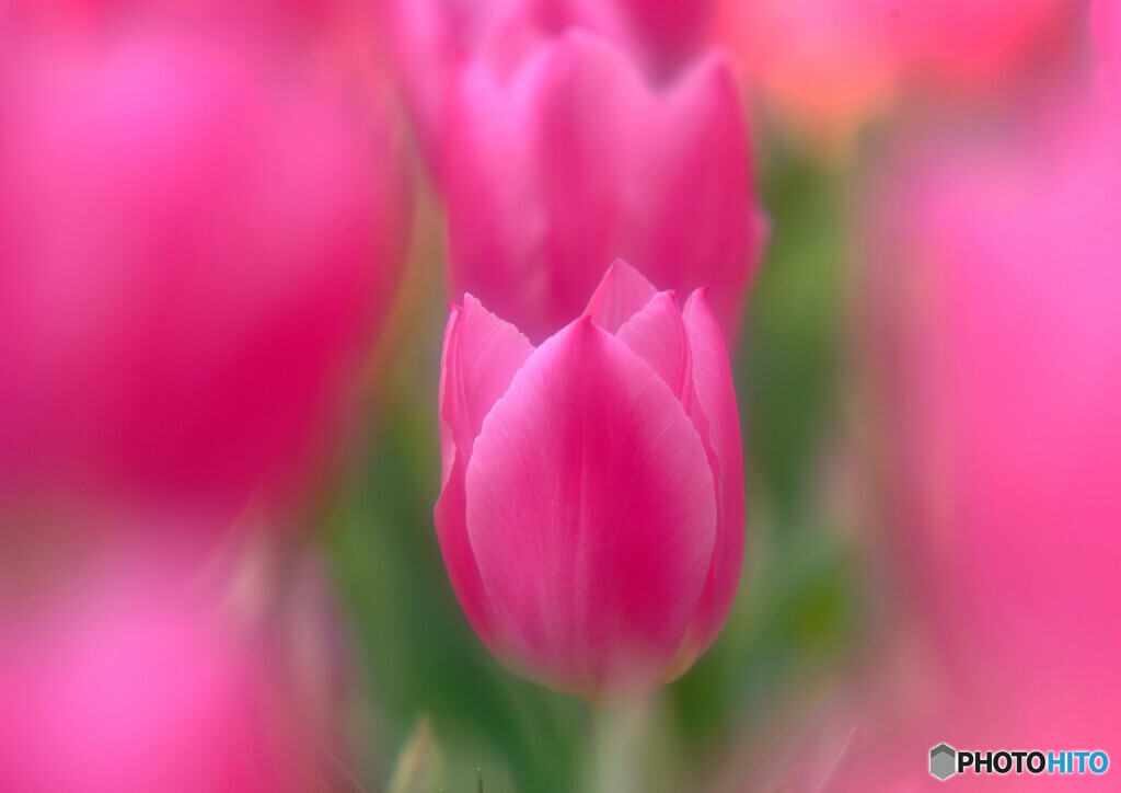 夢のつづき・華