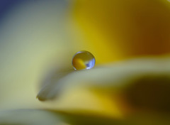 幸福の黄色い・雫（Ⅴ）