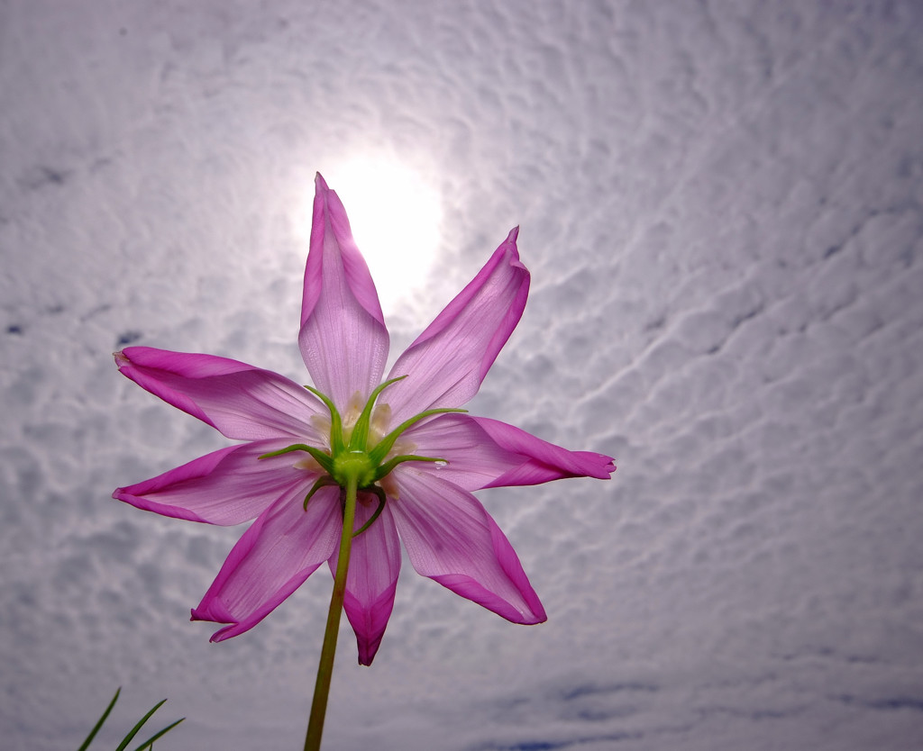 長月の空とこすもす