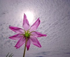 長月の空とこすもす