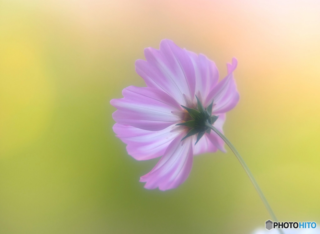 感謝の想い・華