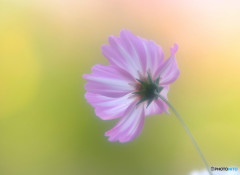 感謝の想い・華