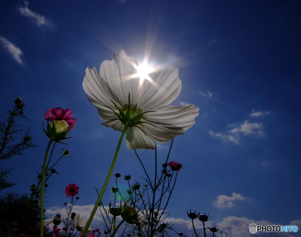 花の丘紀行・（Ⅰ）