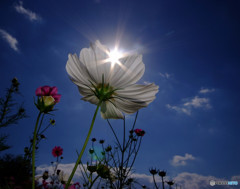 花の丘紀行・（Ⅰ）