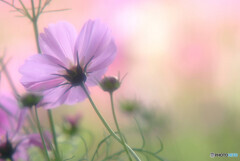 秋風に吹かれて・彩