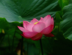 雨に踊れば・蓮