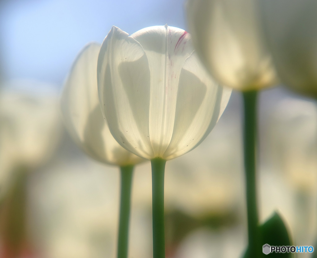 あなたを想う・華