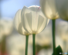 あなたを想う・華