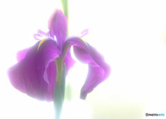 永遠に美しく・華