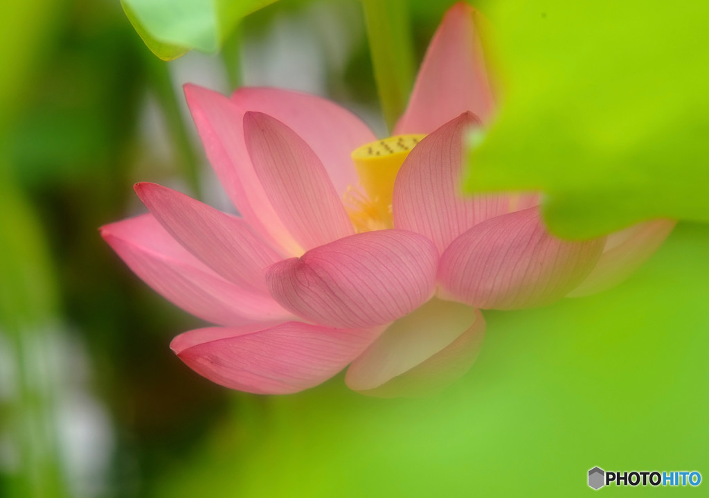 時代（とき）の旅人・華