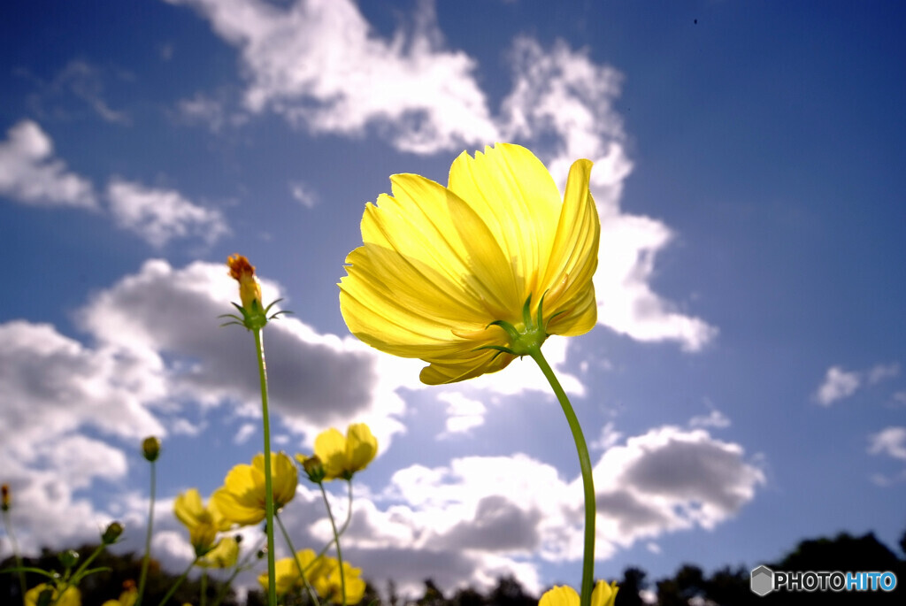 秋の恋人❁こすもす2021