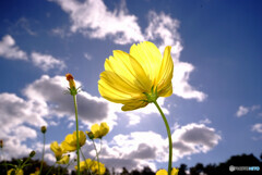 秋の恋人❁こすもす2021