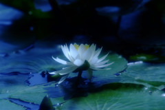 蒼の光・睡