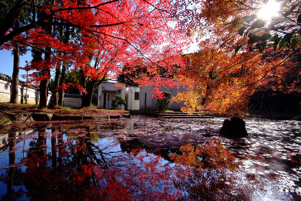 色と光のシンフォニー