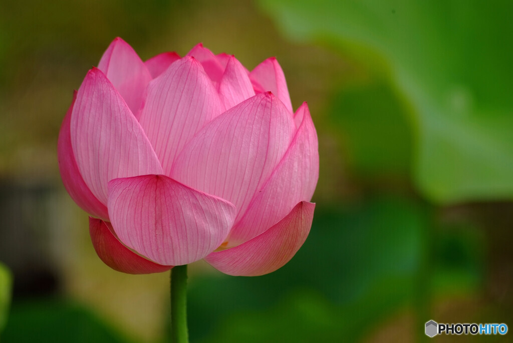 今年も蓮咲きました✿水月2024