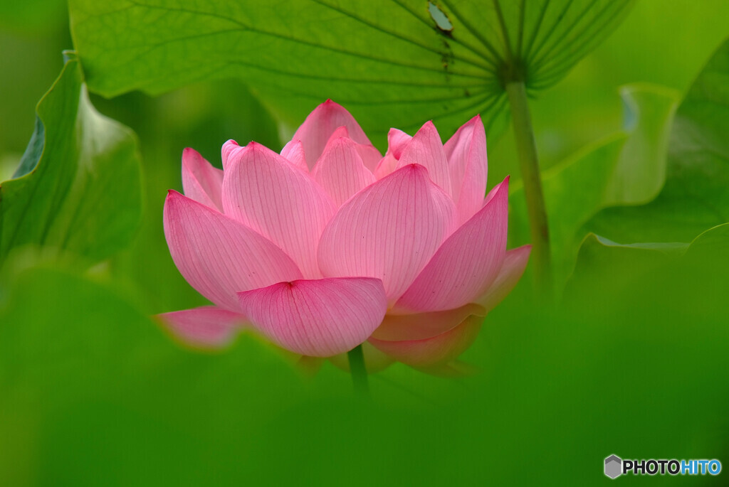 心しずかに❁華