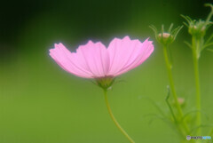 この永遠がある限り✾雅