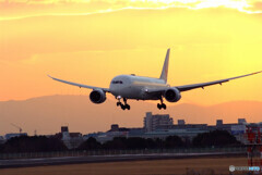 永遠の誓い✈787-8 Dreamliner
