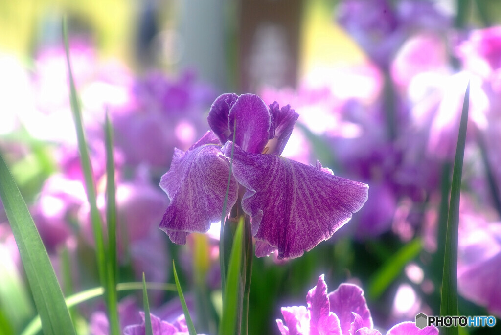 Japanese Beauty❁永遠に