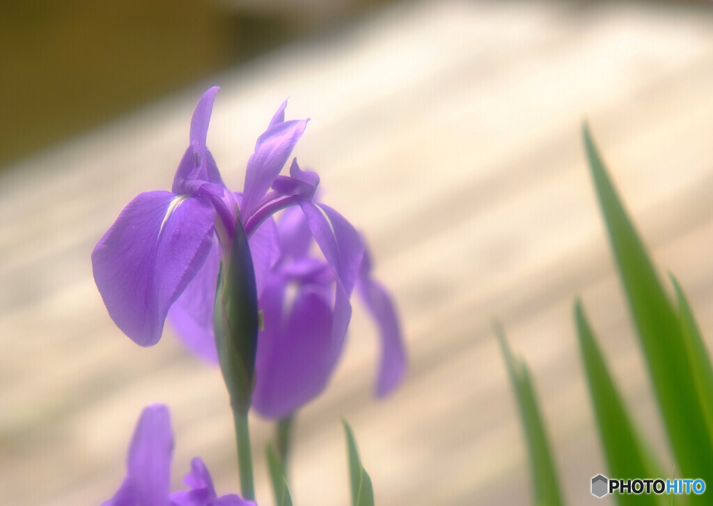 皐月・夢日記Ⅳ