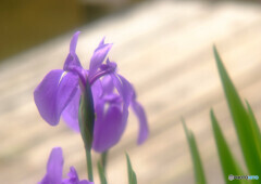 皐月・夢日記Ⅳ