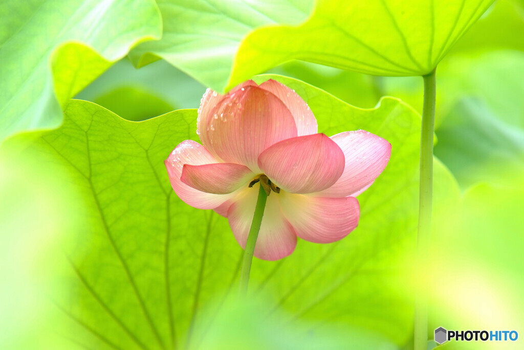 2020蓮の想い出✾序章