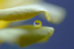 幸福の黄色い・雫（Ⅰ）