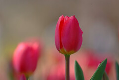 4月の出会い✿TULIP