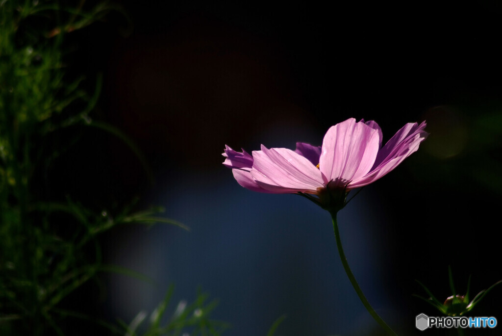 会いに行こう✿花の丘へ