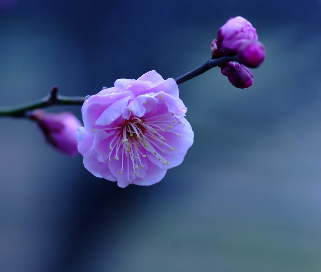 春景色・梅