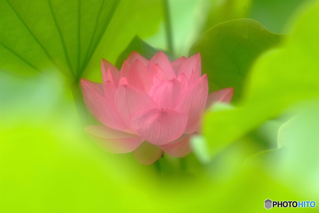 秘密の花園✿蓮