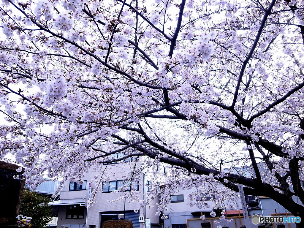 そうだ！京都に帰ろうⅨ✿2023桜