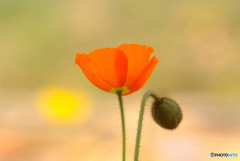 春の誘惑・華